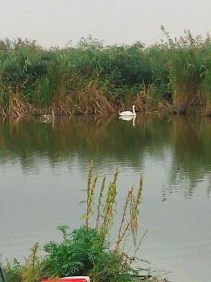 o mica parte din pesti de anul trecut - 1377695735049.jpg